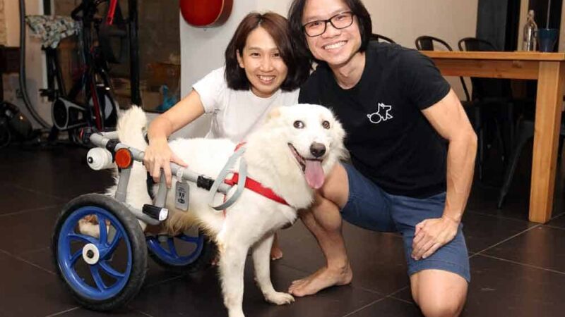 En una casa, aparece una mujer, un hombre y un perro en silla de ruedas. Están sonriendo a la cámara.
