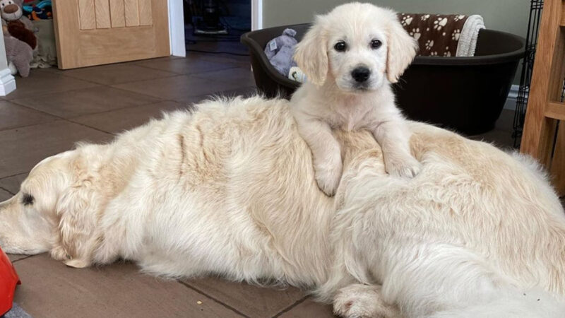 Un perro cachorro acostado sobre un perro mayor
