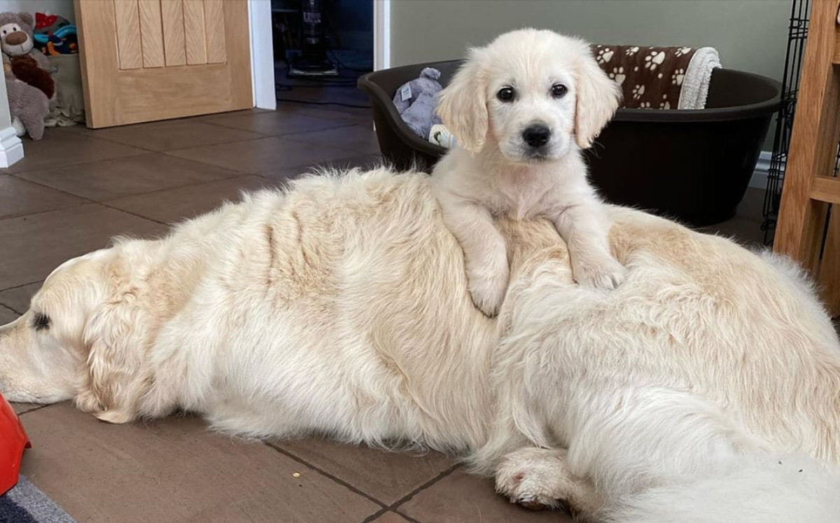 Un perro cachorro acostado sobre un perro mayor