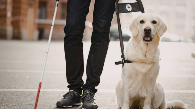 Foto de las piernas de una persona junto a un Perro Guía