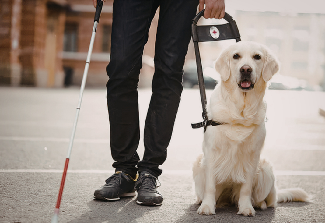 Foto de las piernas de una persona junto a un Perro Guía