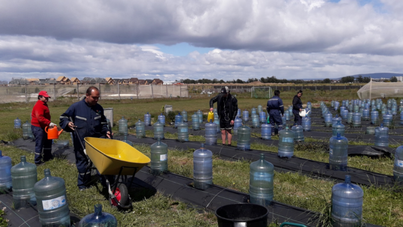 «Inclusión laboral a la inversa”: el modelo que implementa organización en Punta Arenas para personas con discapacidad intelectual