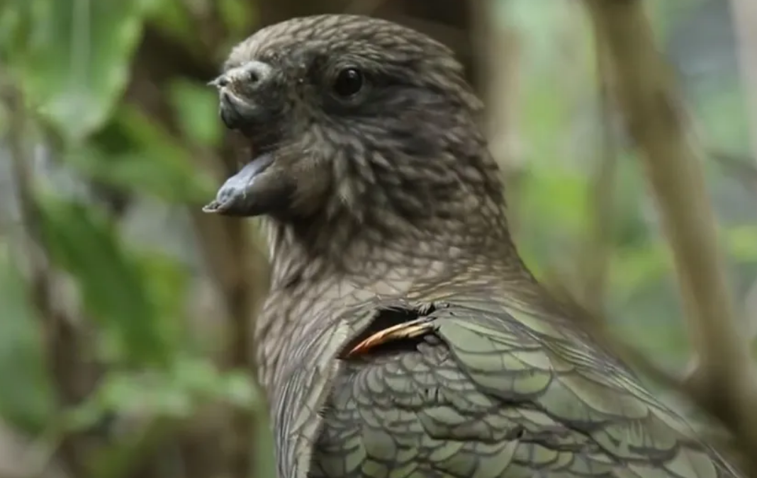 Foto de un loro que le falta la parte superior de su pico