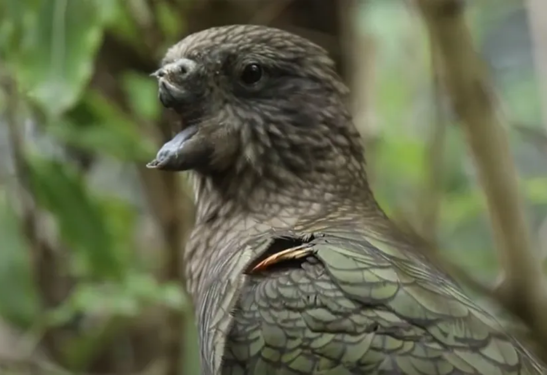 Foto de un loro que le falta la parte superior de su pico