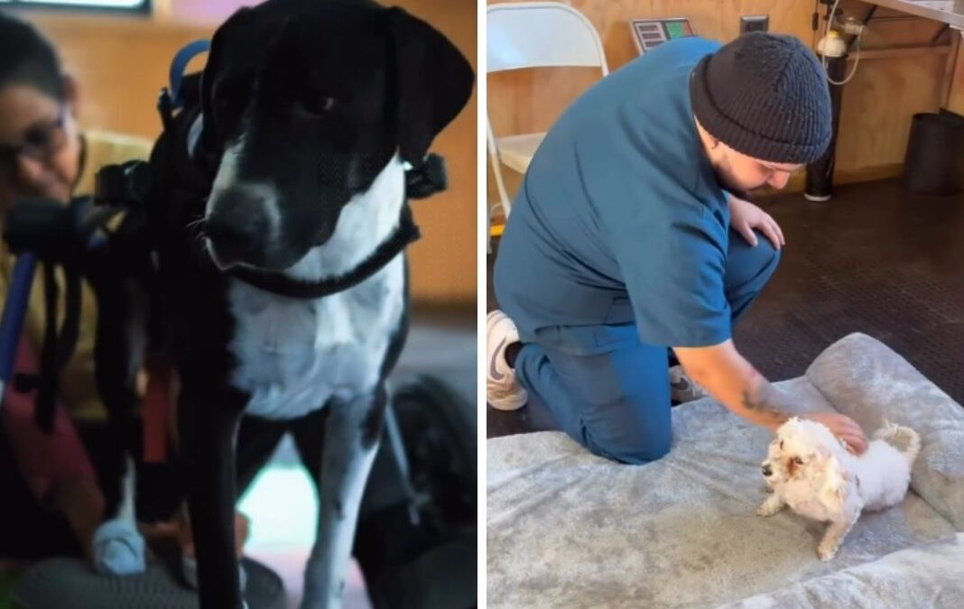 Perro en silla de ruedas y perro en rehabilitación