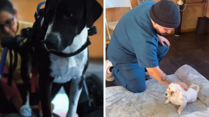 Perro en silla de ruedas y perro en rehabilitación