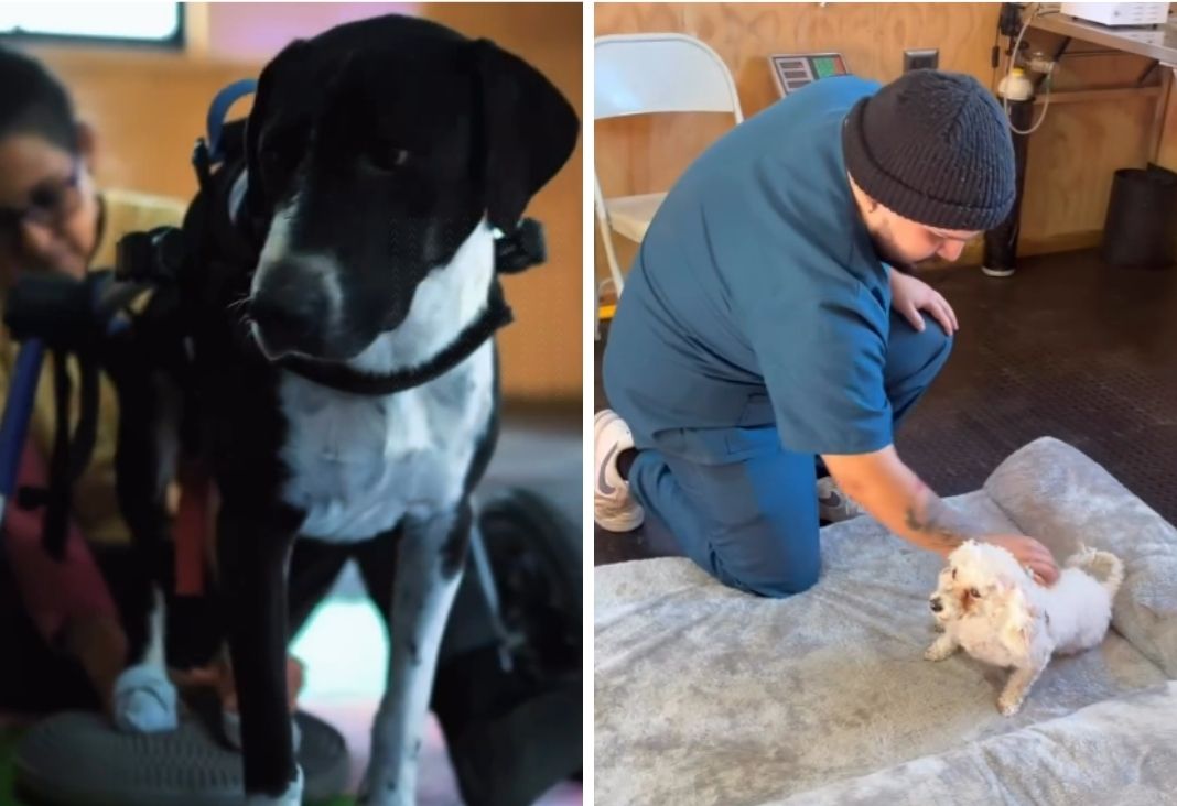 Perro en silla de ruedas y perro en rehabilitación