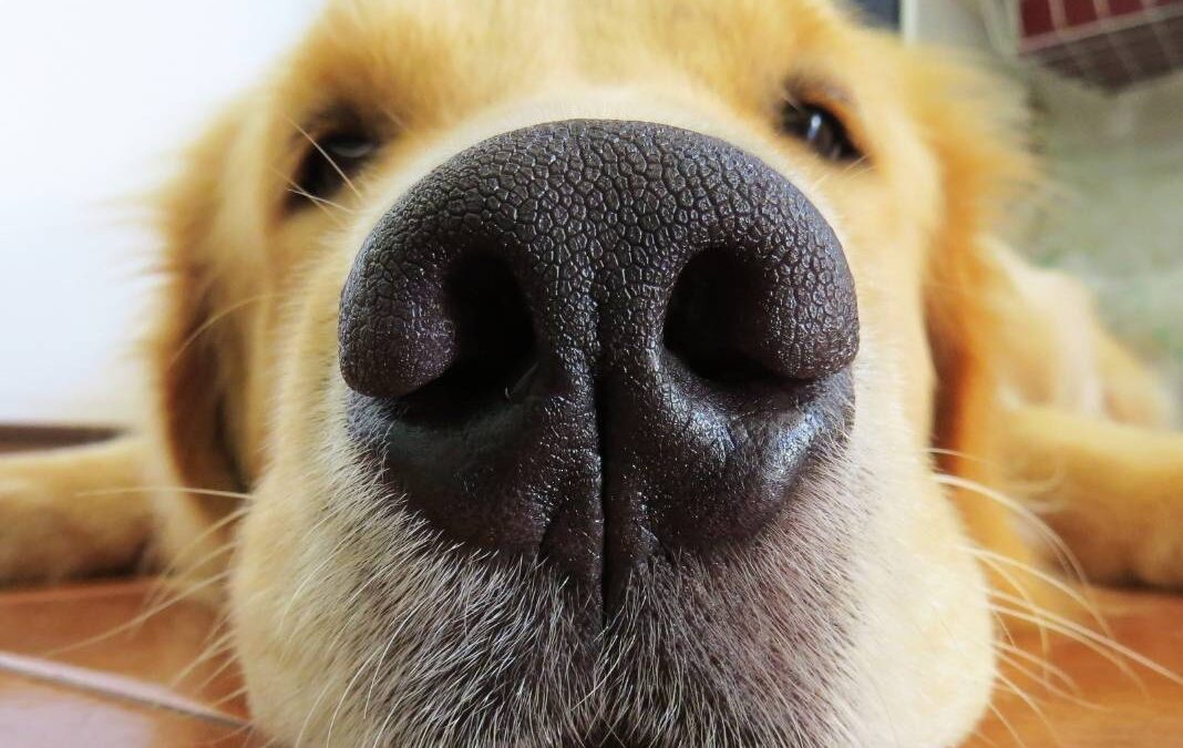 perro mostrando su nariz