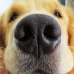 perro mostrando su nariz