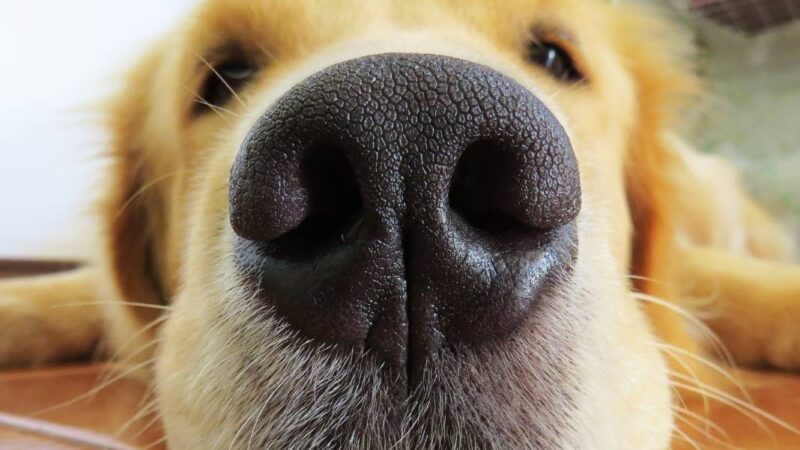 perro mostrando su nariz