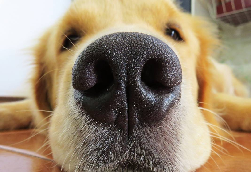 perro mostrando su nariz